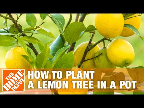 how to plant a lemon tree