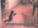playing cats playing cats