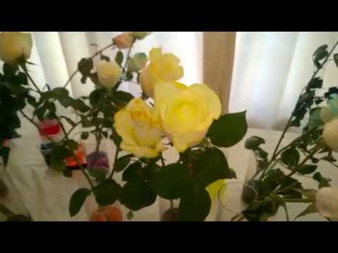 how to dye roses black
