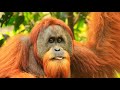 ***Sumatra 2000 ---