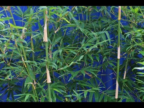 how to fertilize clumping bamboo