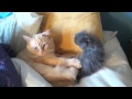 Father cat grooming kitten...lol - YouTube