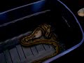 Super Tiger Reticulated Python Feeding Response