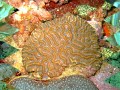 Scuba Diving
