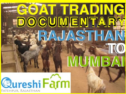 rajasthan goat farming - This video is about the Importance of Eid sacrifice in Islam, guidlines for selection of Qurbani, the experience a trader goes tru in conducting the business...
