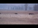 Wolves in the Tetons