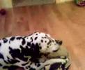 Peggy�s song