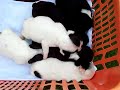 French bulldog pupies