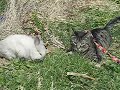 My Cat geting chased by a Rabbit