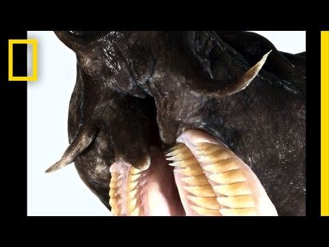 shark