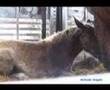 Animal transports - main problems observed