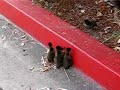 Baby Ducks Baby Ducks