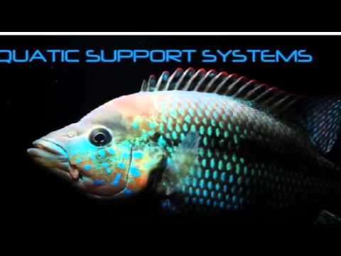 how to vent american cichlids