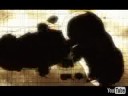 flobots- no handlebars