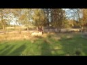 Australien Cattle Dog herding/vallar Australien Cattle Dog herding/vallar