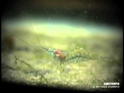 how to care ghost shrimp