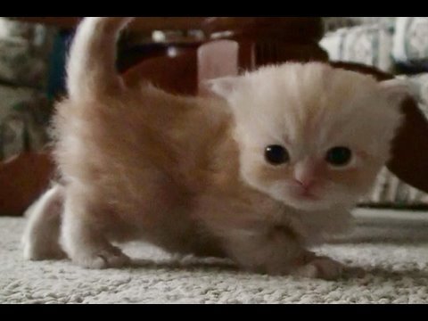 Kitten on the go
