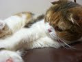 Her name is 'Tsumugi'.so exciting with her favorite toy!