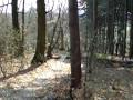 Bike Jump at Singletrail