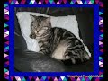 My Lovely Cat My Lovely Cat