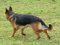 German shepherd dog gaiting
