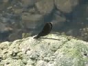 ?????Calopteryx atrata Selys??video 06