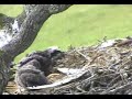 Eaglets eating on there own Eaglets eating on there own