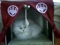 今日のねこすみ神社の巫女さんはララちゃん
