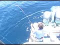 Striped Marlin Jumps in Boat Striped Marlin Jumps in Boat