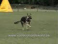 corra van de hildewaerde corra van de hildewaerde