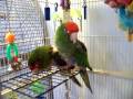 Sitaram & Picard-Cherry Headed & Mitred Conures preening each other-http://www.olliesparrotsperch.com/