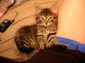 sleepy kitty \"making biscuits\" sleepy kitty \"making biscuits\"