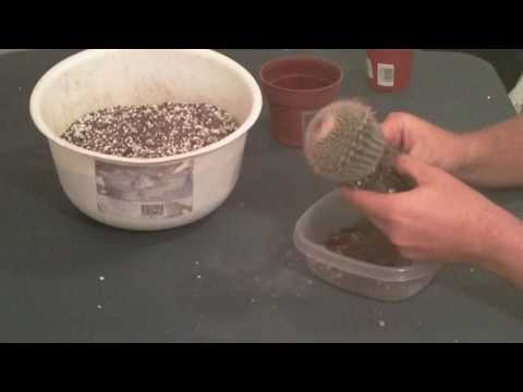 how to replant a cactus
