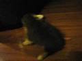 nutella as a puupy