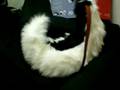 My Tail