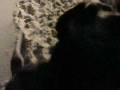 videos de Snow Dogs