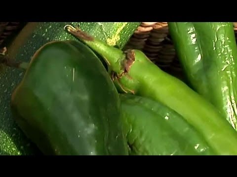 how to harvest chili