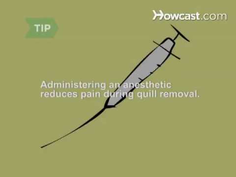 how to remove quills from a dog