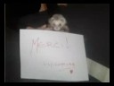 Mustela : refuge pour furets en Belgique