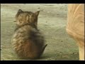 sos-crew-teaser.html