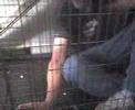 Keith In A Cage LOL Keith In A Cage LOL