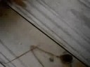   Saved a drowning beetle, and watched it survive