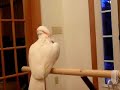 S. Elvis, Cockatoo Crazy Talking Bird S. Elvis, Cockatoo Crazy Talking Bird