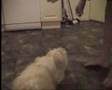 Maltés video
