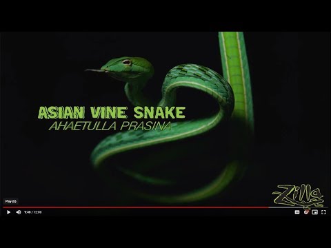YouTube reptile video