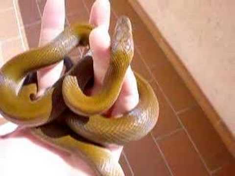 Lamprophis