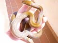 Lamprophis