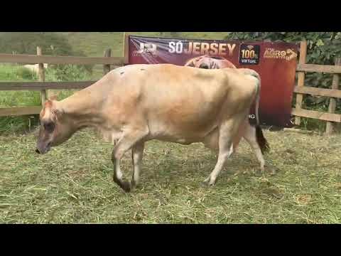 LOTE 14 - CACHOEIRA; Nº 797892; RECÉM PARIDA; 3ª CRIA; PROD.: 14,64 KG