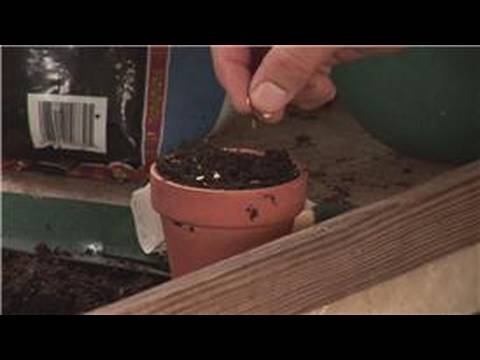 how to grow black pepper