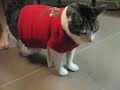 Fat Cat In A Little Shirt!!